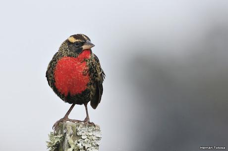 Pecho colorado en plumaje invernal