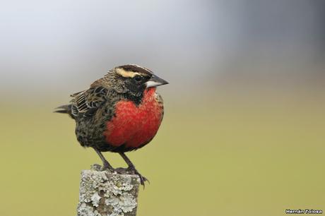 Pecho colorado en plumaje invernal