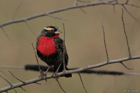 Pecho colorado en plumaje invernal