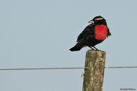 Pecho colorado en plumaje invernal