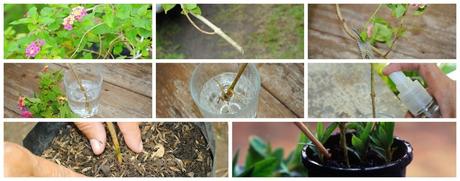 Forma fácil de multiplicar plantas,por esquejes. Cómo reproducir plantas mediante esquejes