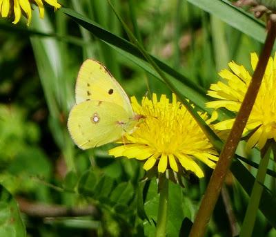 Mariposa Colias, ciclo anual