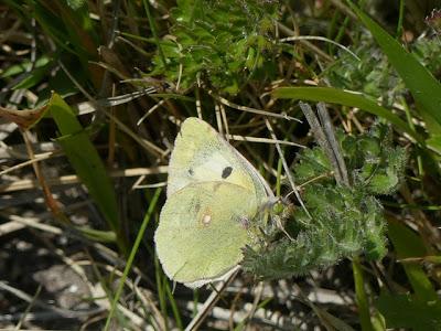 Mariposa Colias, ciclo anual