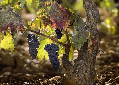 Las hijas de la tierra