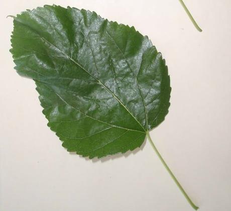 Hojas de morera. Propiedades y beneficios como son las hojas de morera