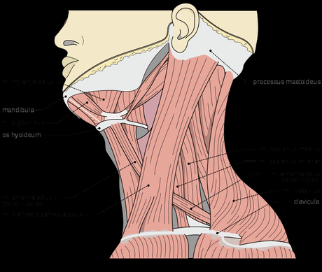 músculos del cuello