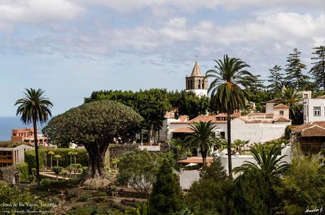 ICOD DE LOS VINOS. TENERIFE