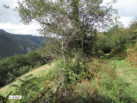 Ricao-L.laseiru-La Cardosina