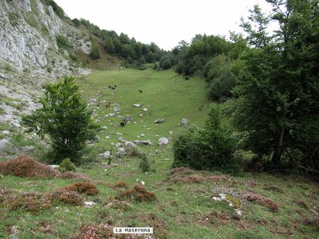 Ricao-L.laseiru-La Cardosina