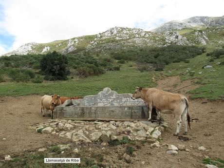 Ricao-L.laseiru-La Cardosina