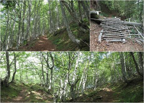 Ricao-L.laseiru-La Cardosina