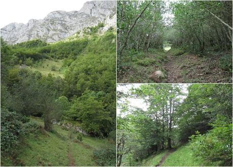 Ricao-L.laseiru-La Cardosina