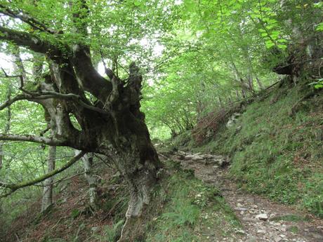 Ricao-L.laseiru-La Cardosina