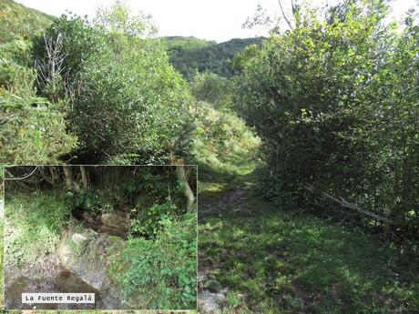 Ricao-L.laseiru-La Cardosina