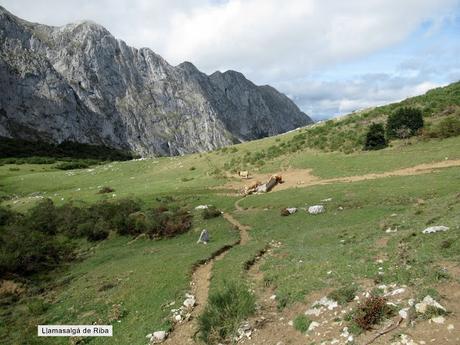 Ricao-L.laseiru-La Cardosina