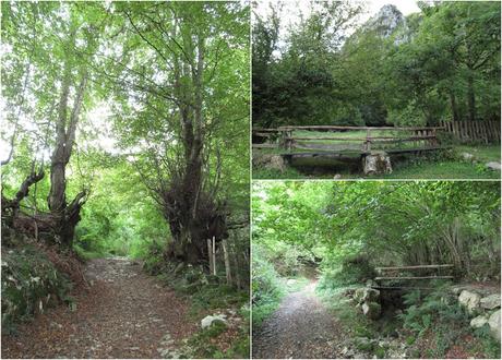 Ricao-L.laseiru-La Cardosina