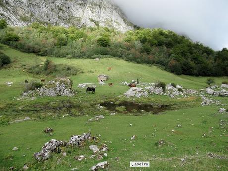 Ricao-L.laseiru-La Cardosina
