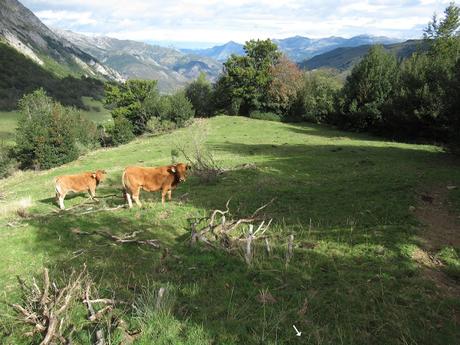 Ricao-L.laseiru-La Cardosina