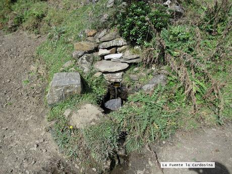 Ricao-L.laseiru-La Cardosina