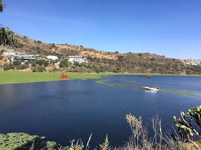 AVANZA CAEM CON RETIRO DE LIRIO EN LA PRESA MADÍN