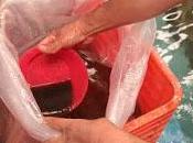 Apoya edoméx siembra crías carpa tilapia producirán toneladas ambas especies