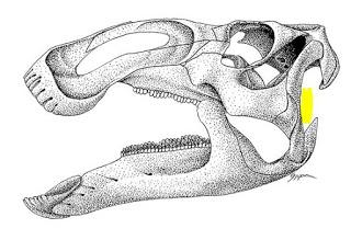 Corrigendum: la posición del oído de los dinosaurios (no avianos)