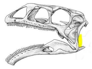 Corrigendum: la posición del oído de los dinosaurios (no avianos)