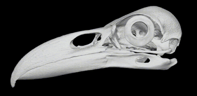 Corrigendum: la posición del oído de los dinosaurios (no avianos)