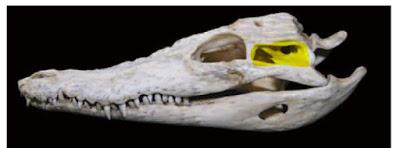 Corrigendum: la posición del oído de los dinosaurios (no avianos)