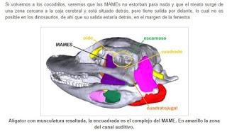 Corrigendum: la posición del oído de los dinosaurios (no avianos)