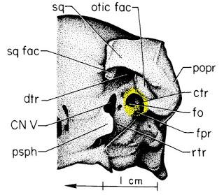 Corrigendum: la posición del oído de los dinosaurios (no avianos)