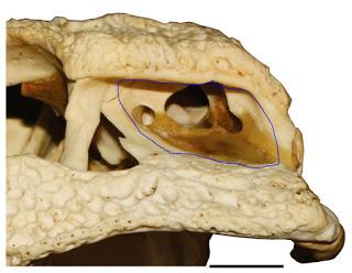 Corrigendum: la posición del oído de los dinosaurios (no avianos)