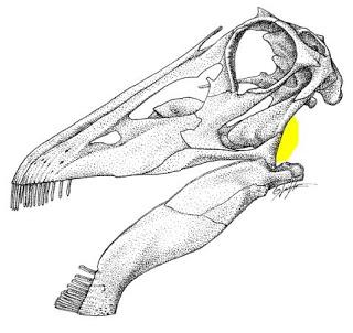 Corrigendum: la posición del oído de los dinosaurios (no avianos)