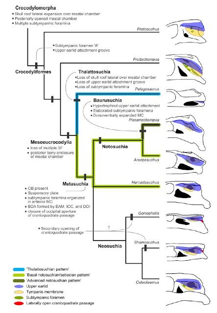 Corrigendum: la posición del oído de los dinosaurios (no avianos)