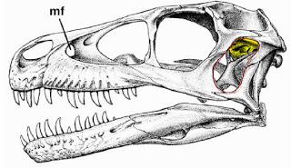 Corrigendum: la posición del oído de los dinosaurios (no avianos)