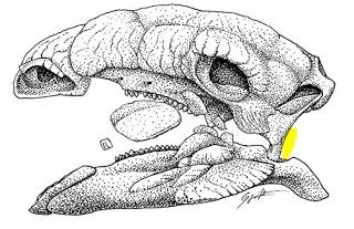Corrigendum: la posición del oído de los dinosaurios (no avianos)