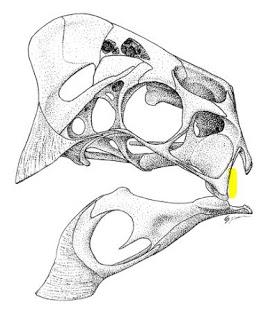 Corrigendum: la posición del oído de los dinosaurios (no avianos)