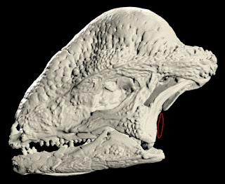 Corrigendum: la posición del oído de los dinosaurios (no avianos)