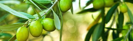 Aceite de oliva, tesoro mediterráneo