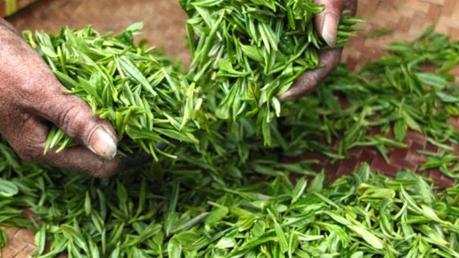 Recetas de comida para hacer con té