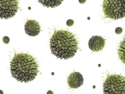 Sobre el coronavirus. ¡Intolerable!