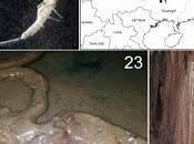 Nuevo género dipluros descubierto cuevas China