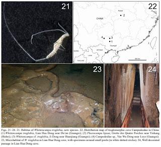 Nuevo género de dipluros descubierto en cuevas de China