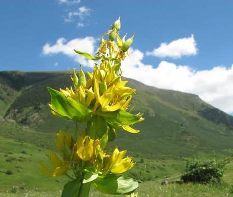 genciana propiedades