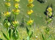 Genciana amarilla. Propiedades beneficios raíz