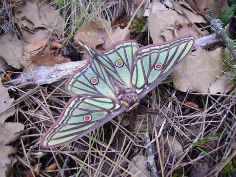 Las mariposas más bonitas del mundo