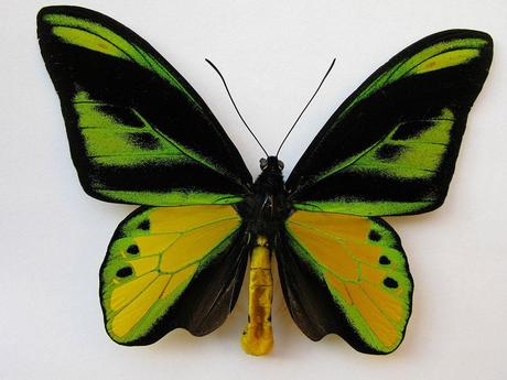 Las mariposas más bonitas del mundo