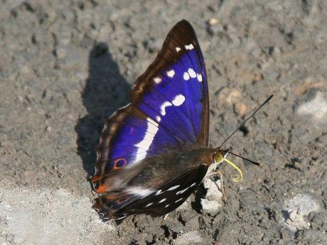 Las mariposas más bonitas del mundo