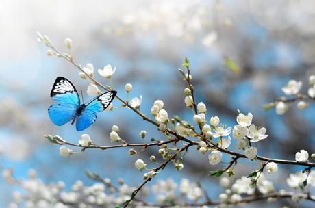Las mariposas más bonitas del mundo