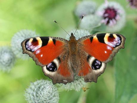 Las mariposas más bonitas del mundo